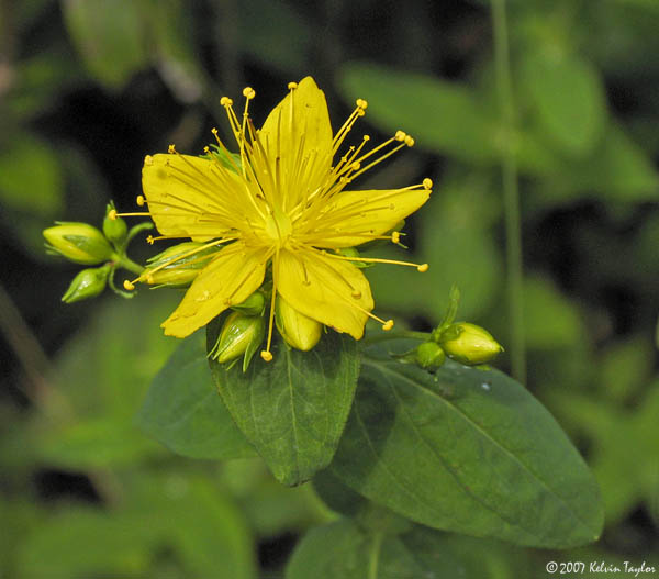 Hypericum graveolens