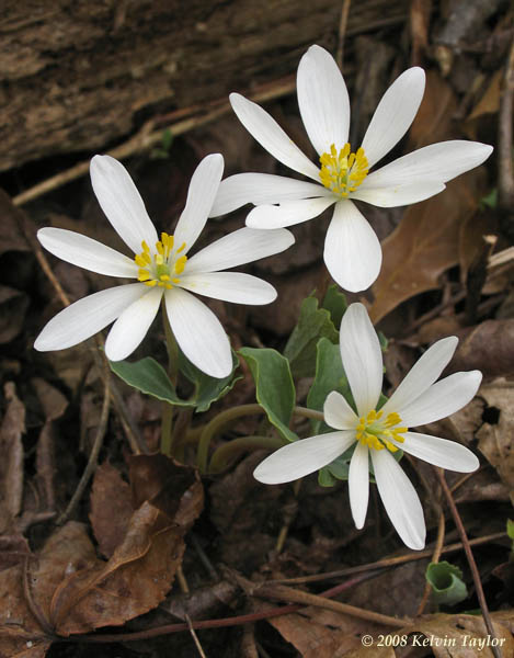 Bloodroot trio