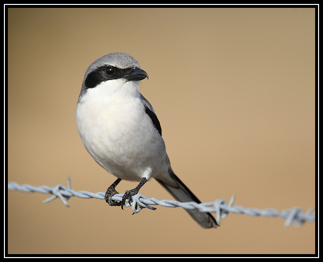 Loggerhead shrike