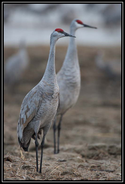 Two cranes