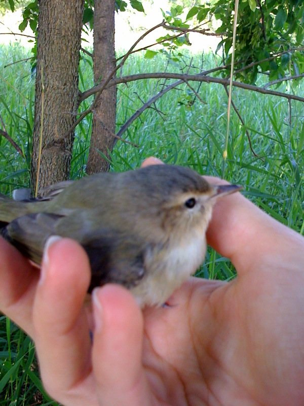 Bells Vireo