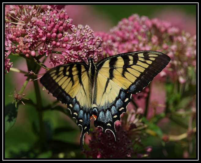 Tiger swallowtail butterfly