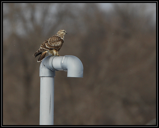 Rough-legged hawk