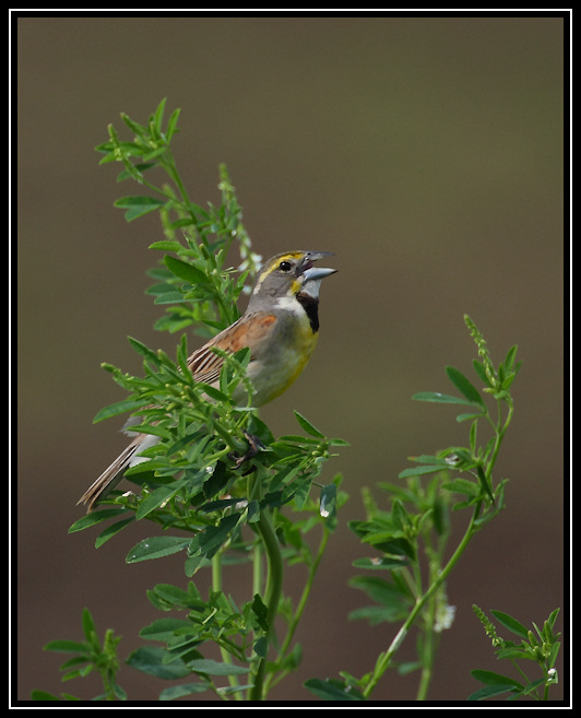 Dickcissel