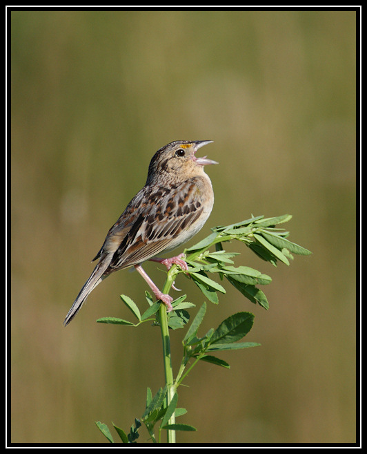 Grasshopper sparrow