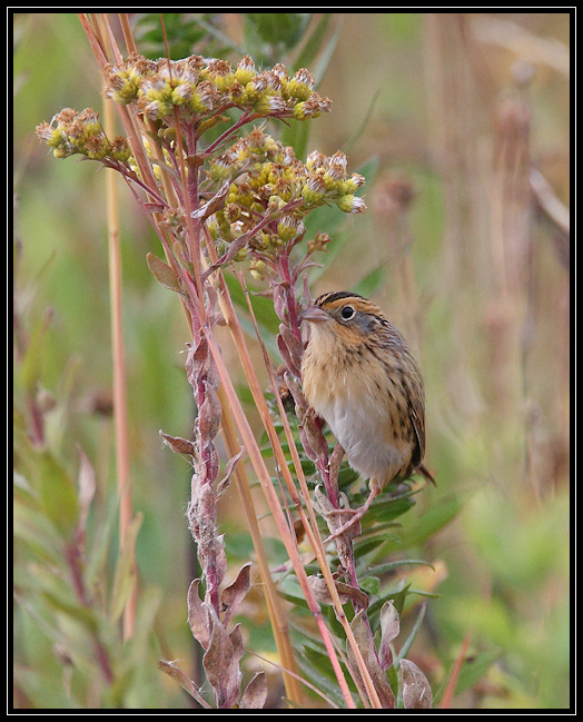 LeContes sparrow