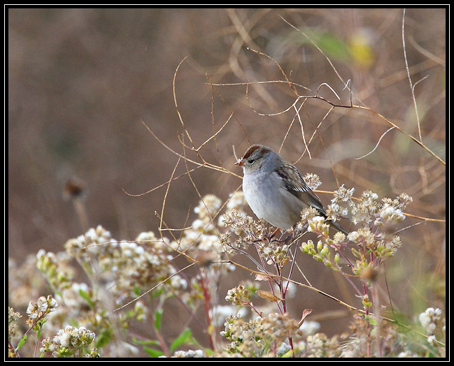 White-crowned sparrow (juvenile)