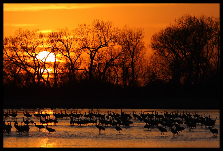 Sunset cranes