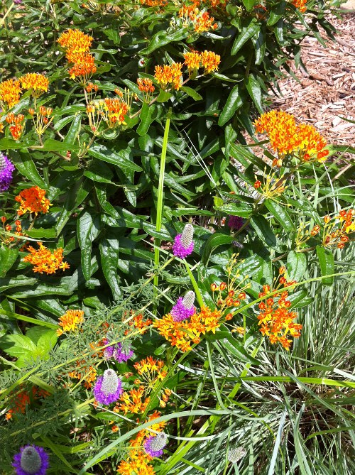 Butterfly weed