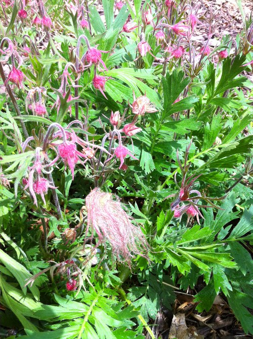 Prairie smoke