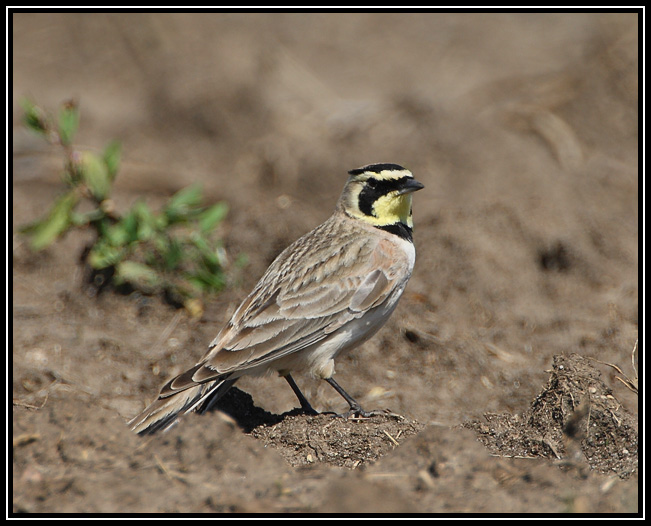 Horned lark