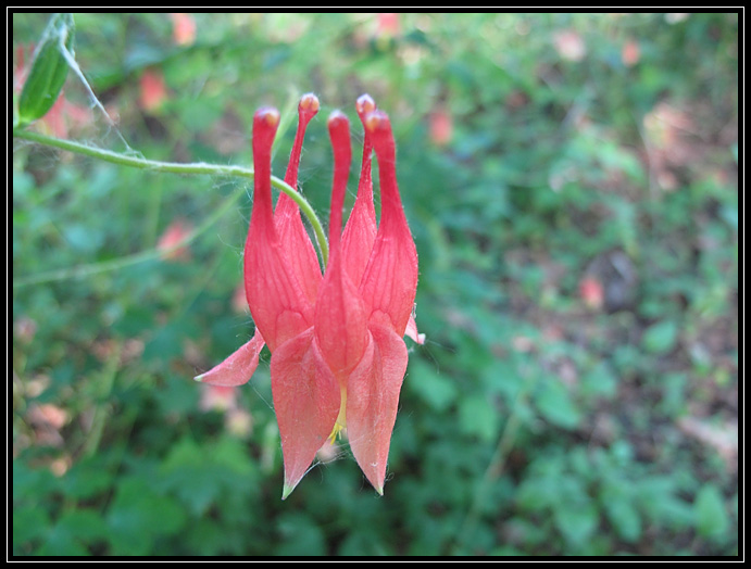 Columbine