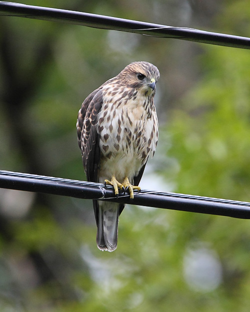 Broad-winged hawk