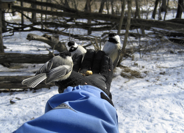 Liz feeding black-capped chickadees  <div class=cr>©  Liz Stanley</div>