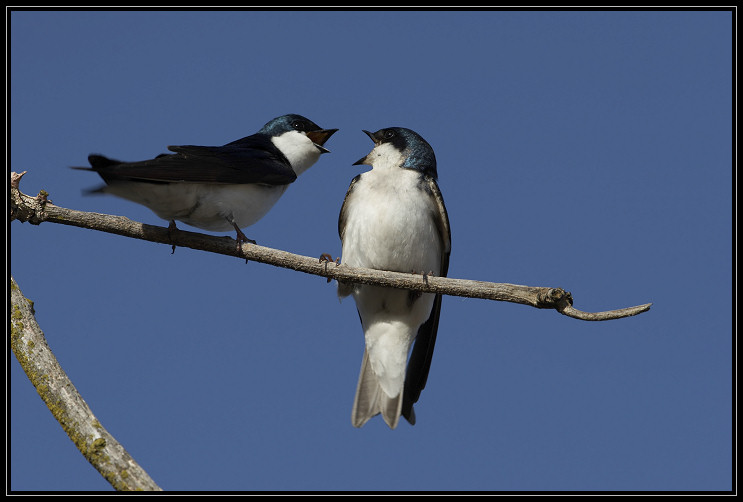 Tree swallows