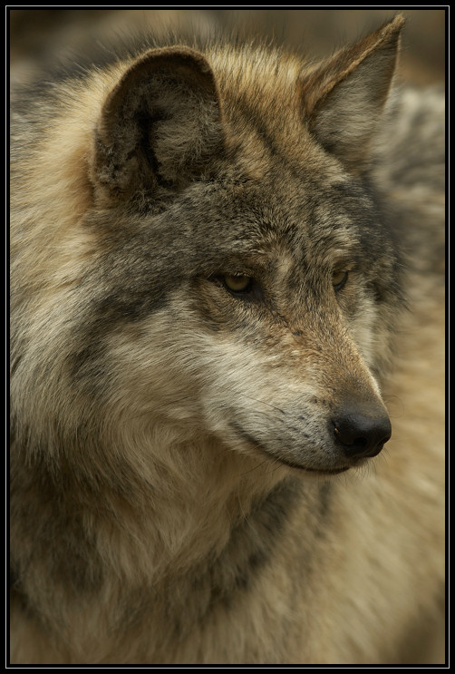 Mexican wolf