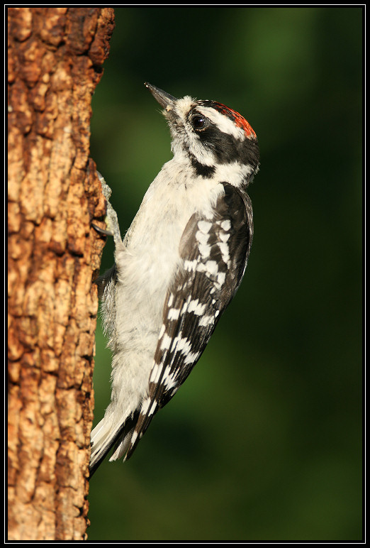 Downy woodpecker (juvenile male)