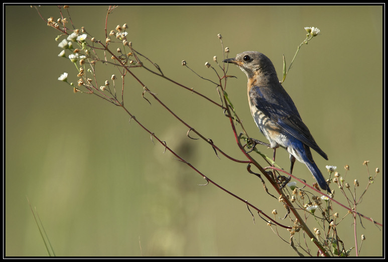 Eastern Bluebird