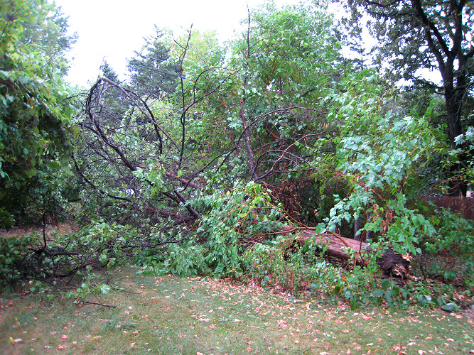 Fallen dead tree