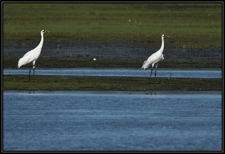 Whooping cranes