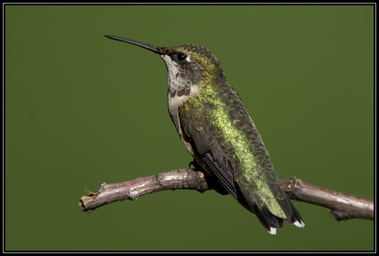 Ruby-throated hummingbird <div class=cr>©  Liz Stanley</div>