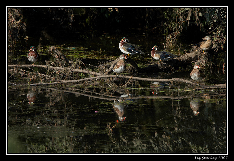 Wood ducks