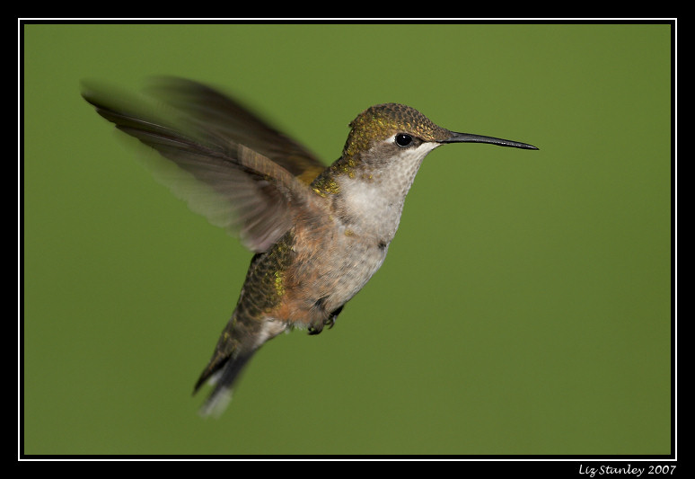 Ruby-throated hummingbird