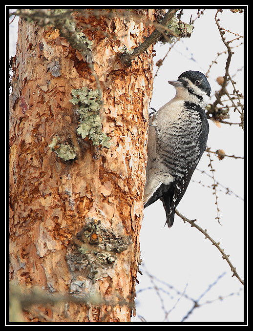 Black-backed woodpecker