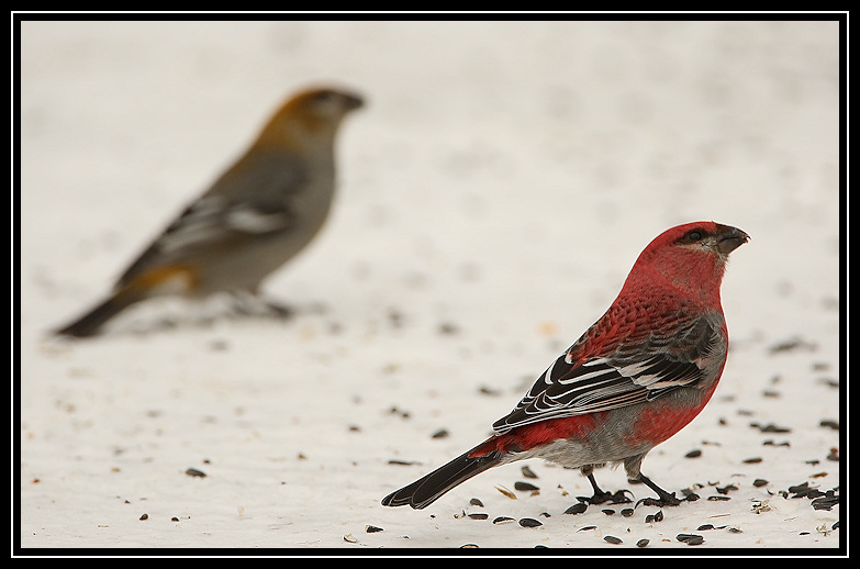 Pine grosbeaks