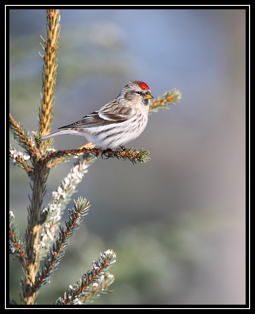 Common redpoll <div class=cr>©  Liz Stanley</div>