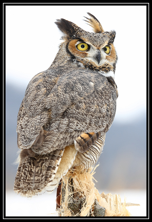 Great horned owl (captive) <div class=cr>©  Liz Stanley</div>