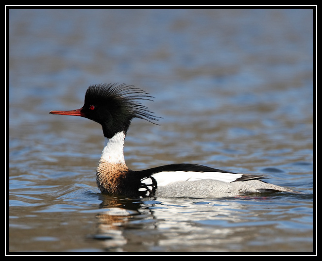 Red-breasted merganser <div class=cr>©  Liz Stanley</div>
