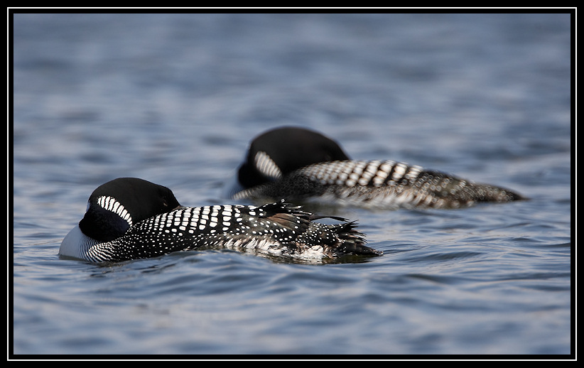 Common loons