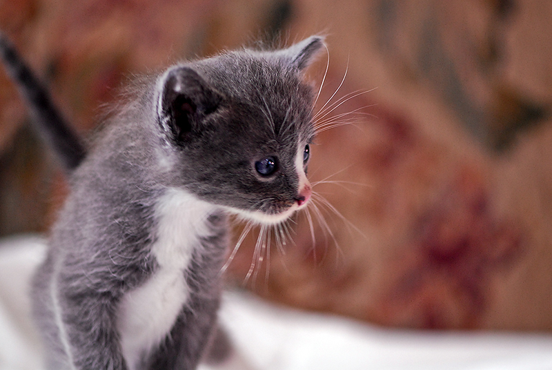 FreeKittens#5a.jpg