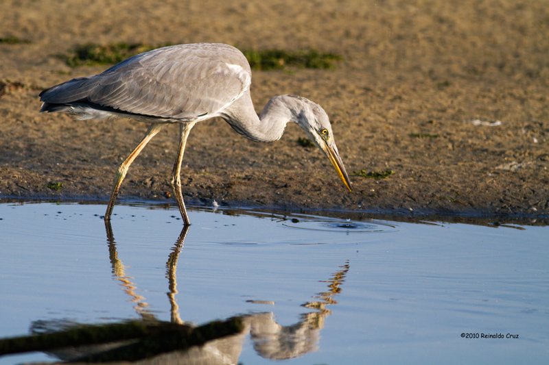 Gara-cinzenta --- Grey Heron --- (Ardea cinerea)