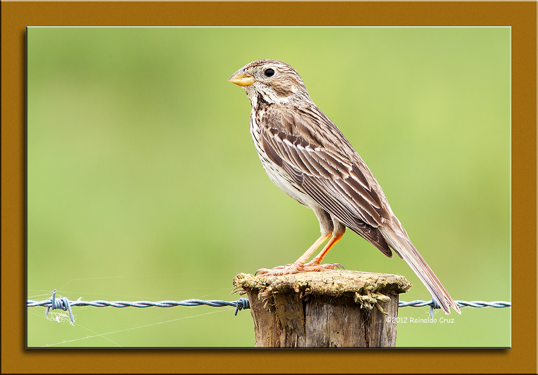 Trigueiro  ---  Corn Bunting  ---  (Miliaria calandra )