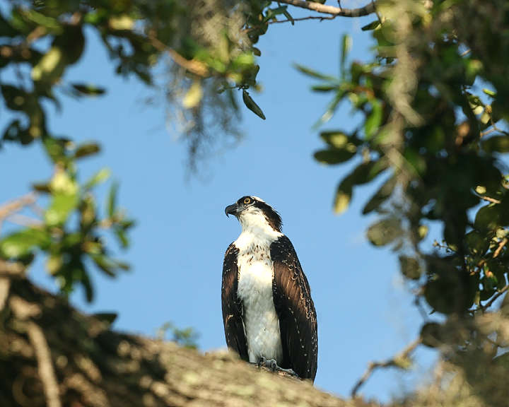 Osprey_IMG_5980_72.jpg