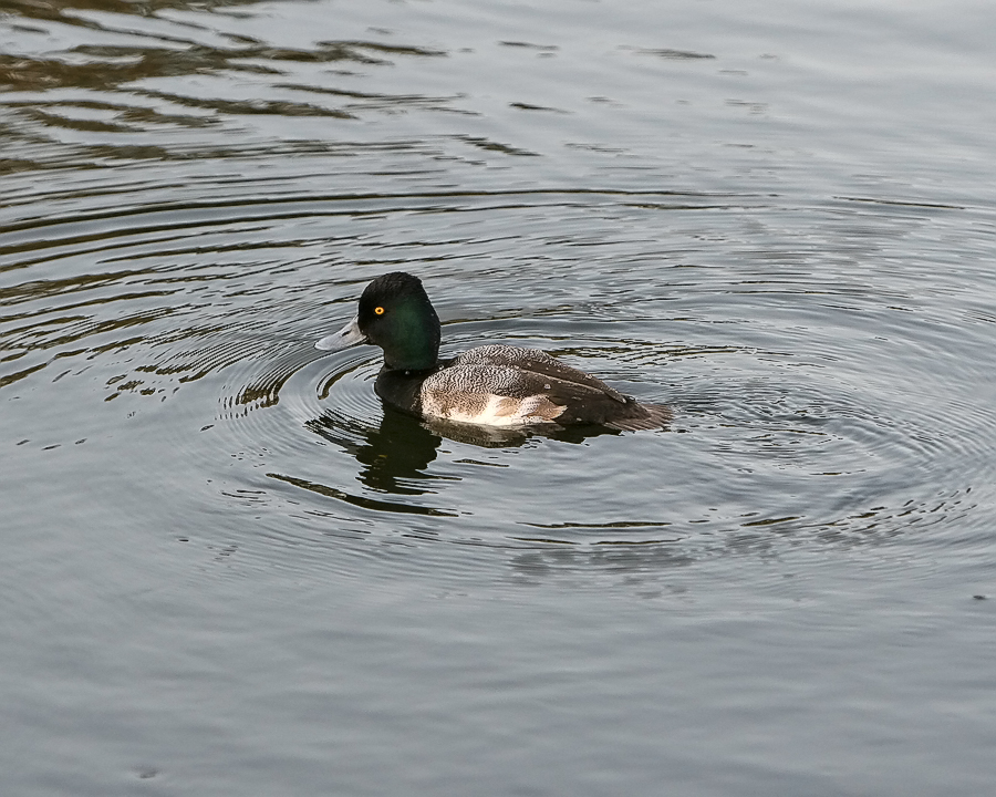 Scaup_IMG_7288.jpg