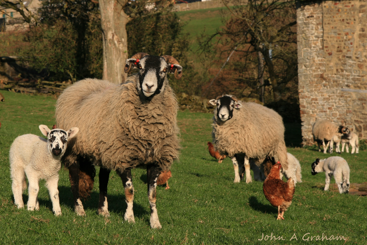 sheep in the hens field