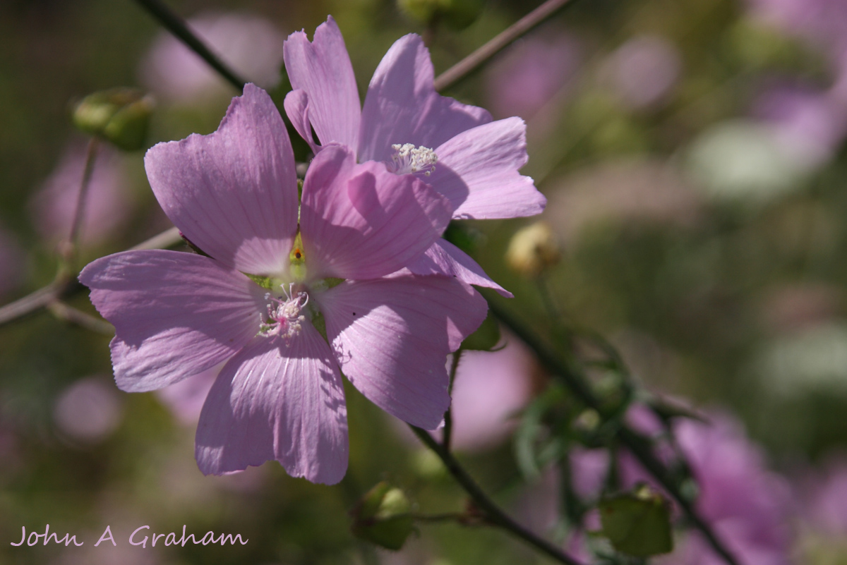 Mallow
