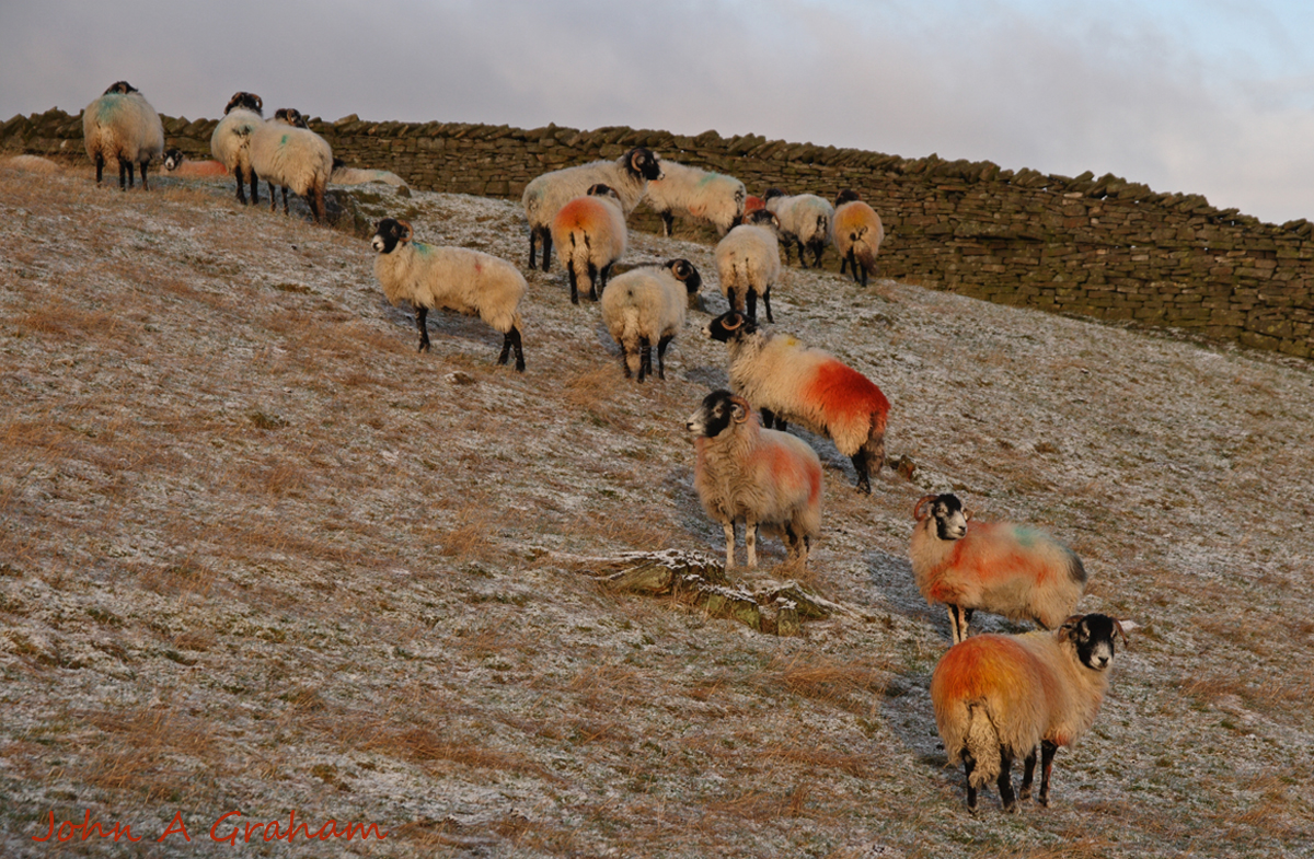 This seasons colour