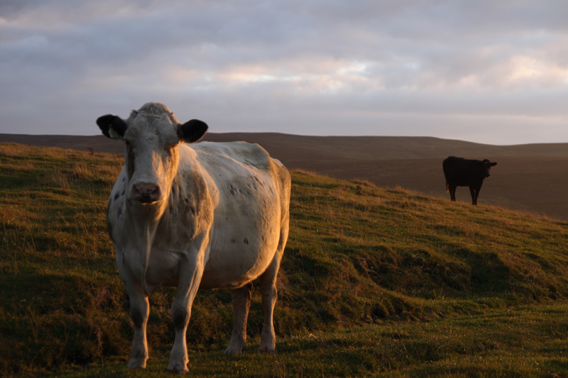 coos at sunset