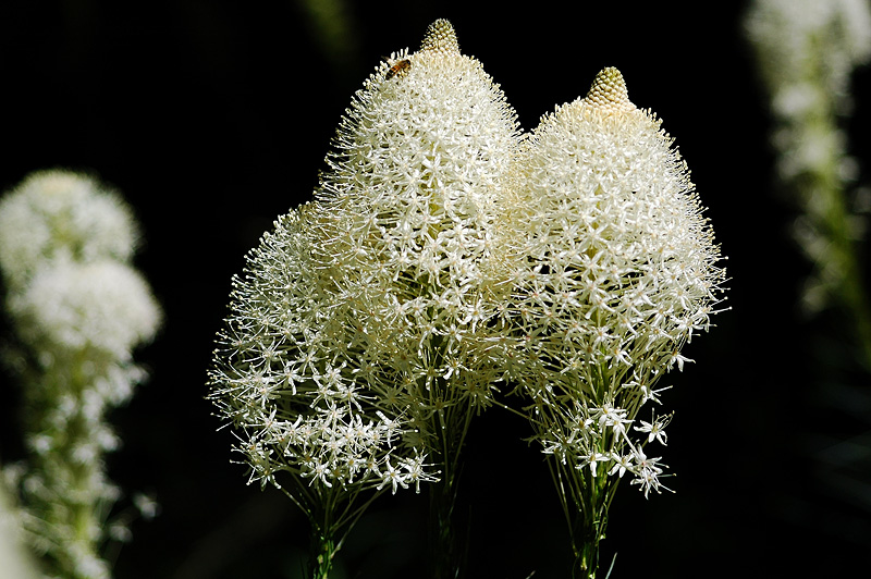 Beargrass Trio