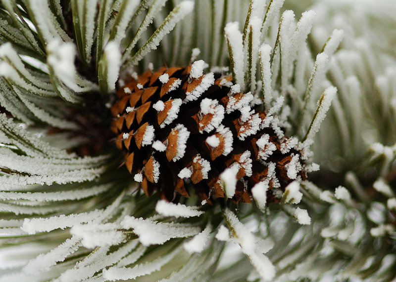 Lodgepole Pine Cone