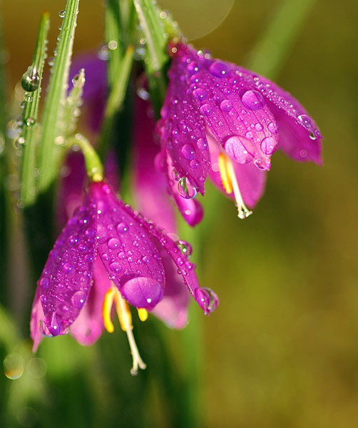 Grass Widows