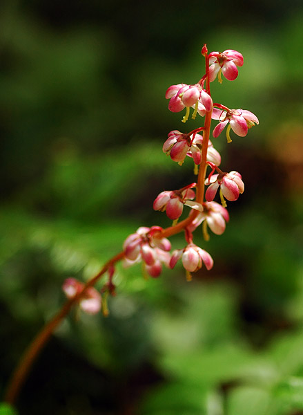 Pink Wintergreen along Browder Ridge trail