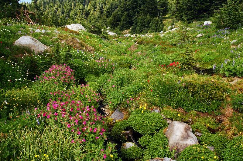 Glisan Creek Wildflowers, Study #7