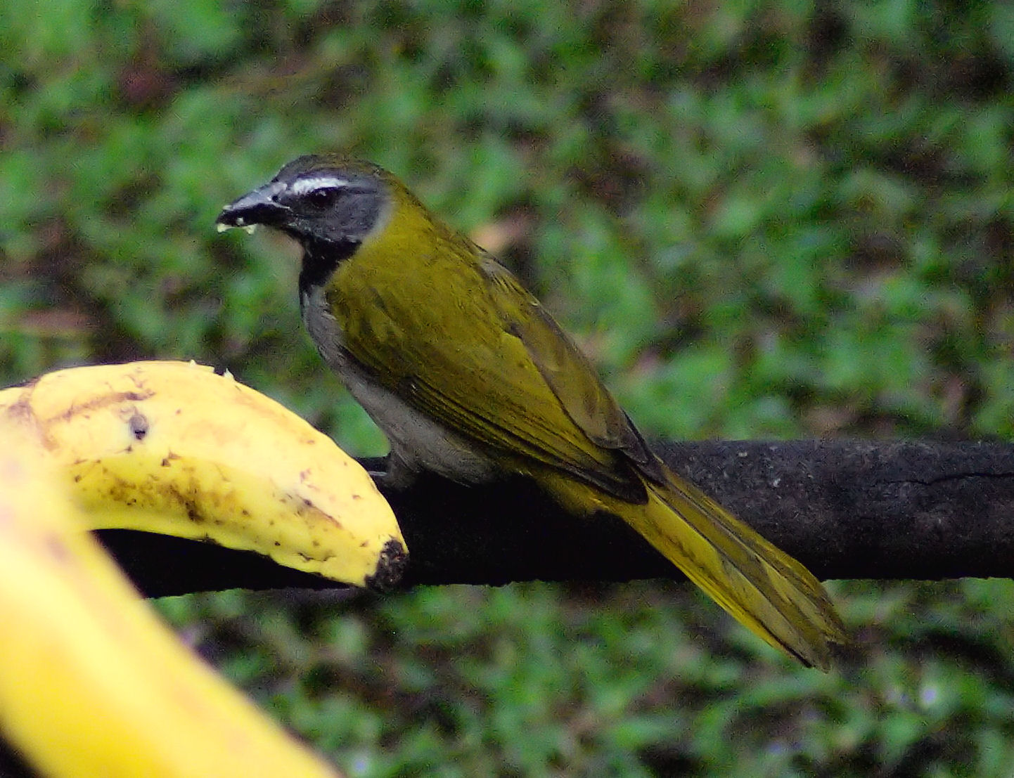 Buff Throated Saltator