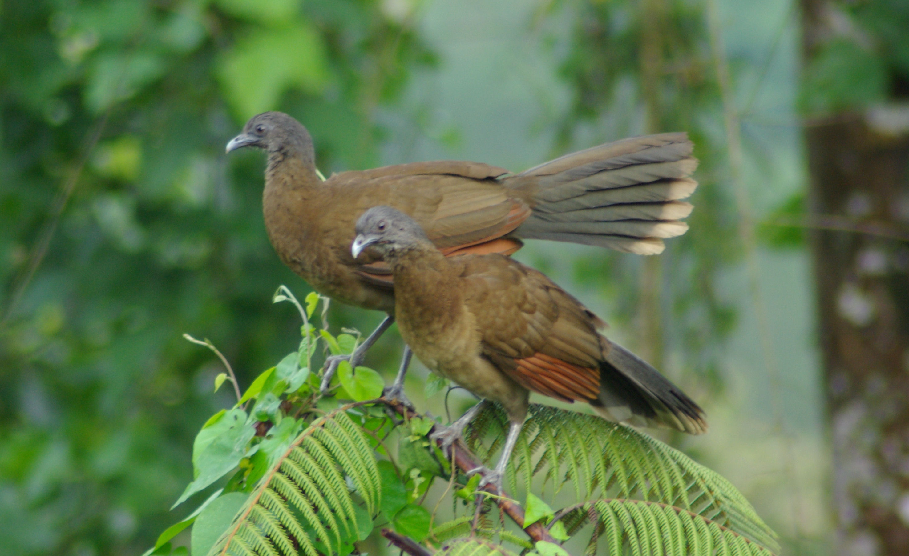 Grey Headed Chachalaca