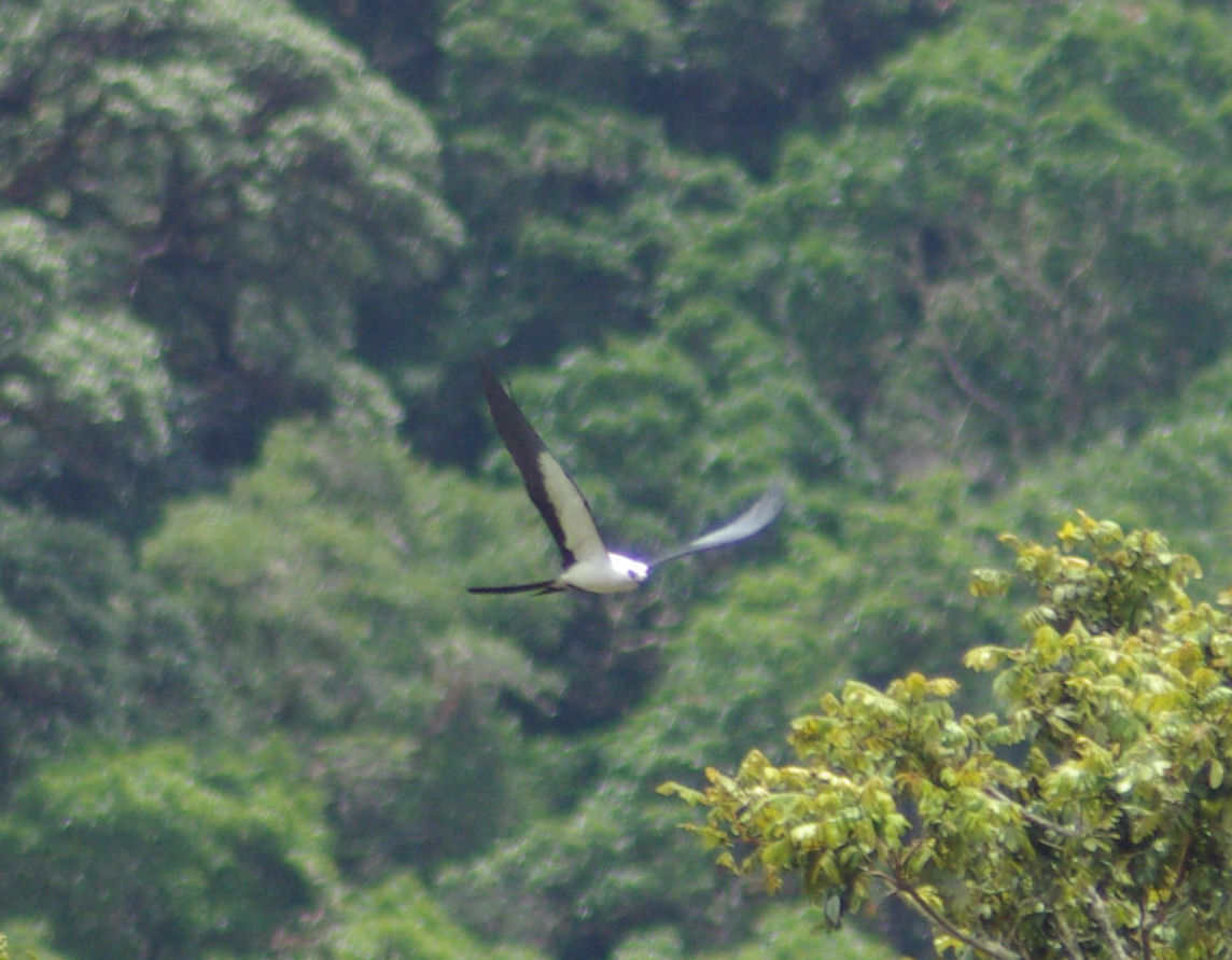 Swallow Tailed Kite